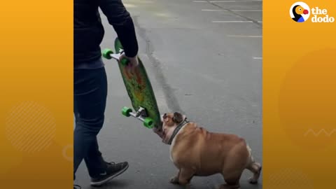 Bulldog Obsessed With His Skateboard Hates When His Parents Try To Take It Away From Him