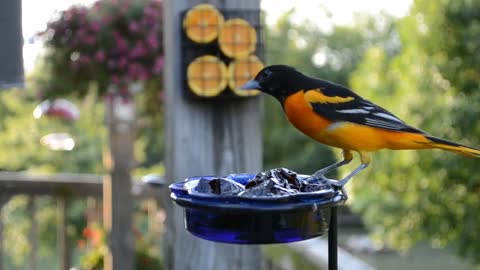 How to Attract Orioles to Your Yard! The Top Five Strategies!