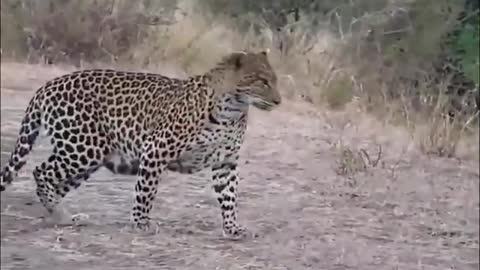 Mother Leopard with two of her cubs just two weeks older crossing the Road.