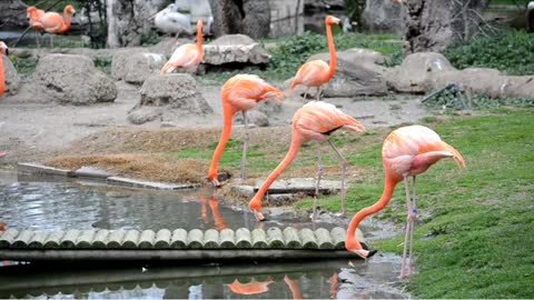 Flamingos are a familiar