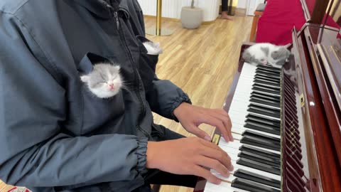 Kittens Listening to Piano Music Fall Asleep
