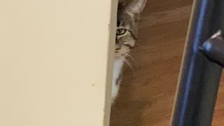 My cat is spying on me