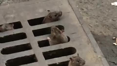 Koreatown, manhattan rats climbing out of sewer cover peaking head up