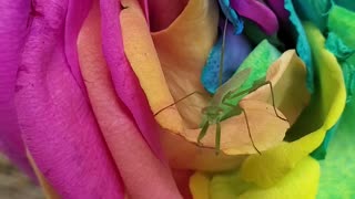 Baby mantis cleaning itself on beautiful rainbow rose