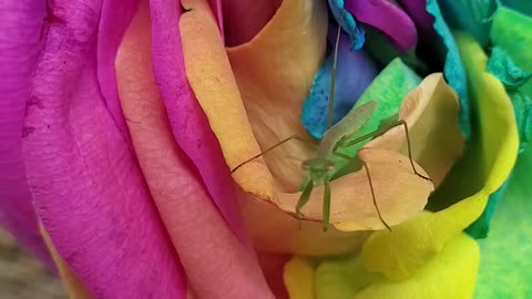 Baby mantis cleaning itself on beautiful rainbow rose