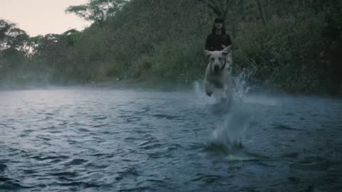 cute dog catches a ball in a river in slow motion