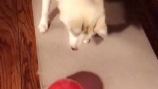 Dog chases balloon until it pops