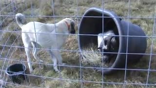 Kangal Puppy With Goat