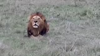 lion roaring 🤩