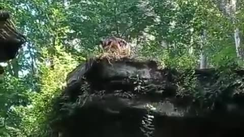 Dog jumps over the cliff