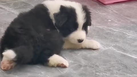 Two-month-old border shepherd, cute?