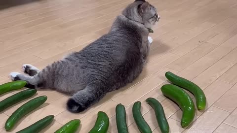 Lots of cucumbers and cats #cat chuck #cat #cute