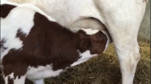 Cow suckling Milk in The morning from Mother - Part 3