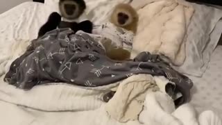 Funny monkeys lie in bed 😂 😂 😂