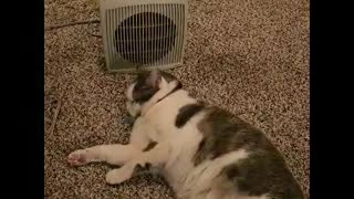 Mr. Rocky The Kitty Cat Waits for Heater to Turn On