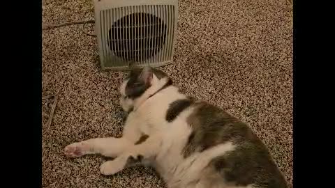 Mr. Rocky The Kitty Cat Waits for Heater to Turn On