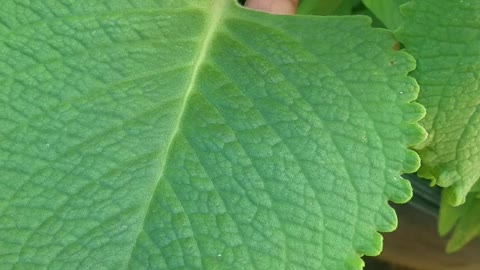 Herbal plants in the Caribbean