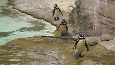 Beautiful penguins play with each other