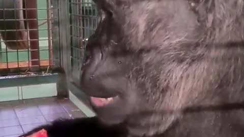 Gorilla enjoying her juicy watermelon! #gorilla #eating #asmr #satisfying