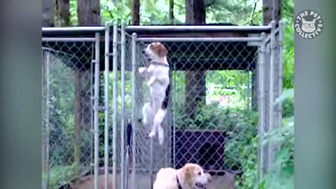 Pet Escape Artists | Funny Pet Video Compilation | The Pet Collective