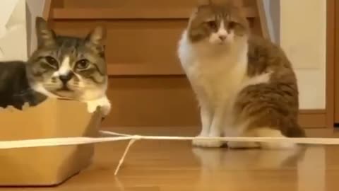 What did I just watch? My Cats