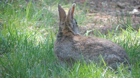 Cute Rabbits Funny Video with Nature Music #Latest​ Video Full HD||