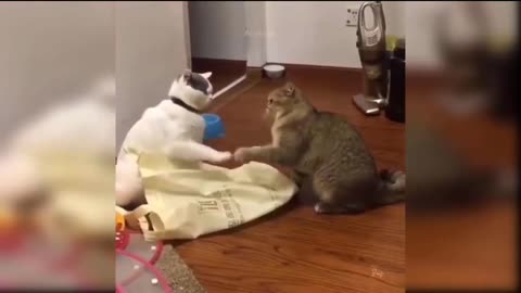 Two cat are fighting