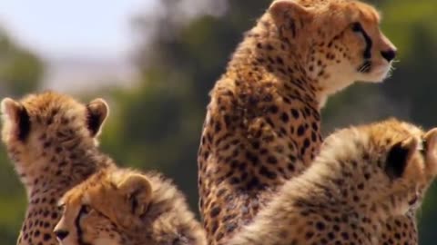 Cheetah attack on deer