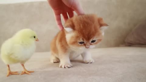 Cute british shorthair kittens meets and walk with a tiny chicken