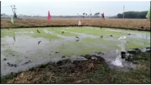 Paddy fields,birds and nature water
