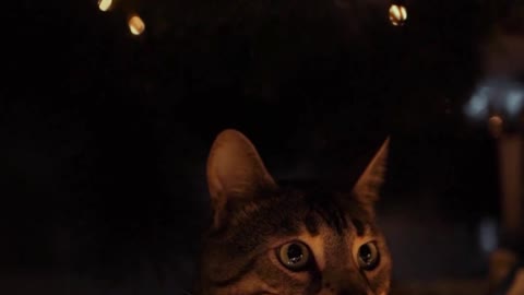 Close Up Video of a Cat - cue cat video - pets world #tiktok #viral