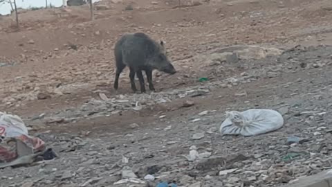Wild boar roaming in front of the house