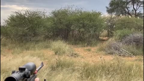 Male Lion Charge. Dangerous Game Hunting.