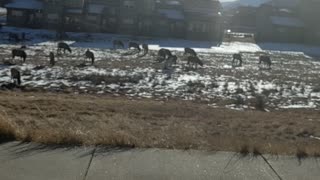 Hundreds of Elk Roaming Around in Colorado