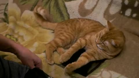 Cat appropriated two phones
