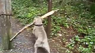 Dog with big stick!