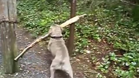 Dog with big stick!