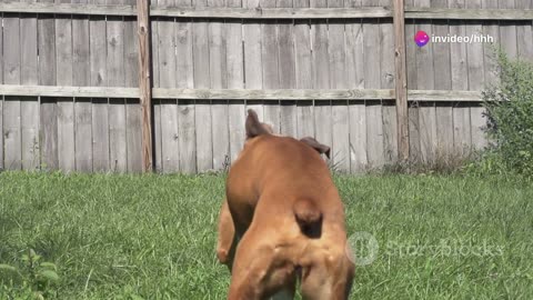 The Best of Doggy Zoomies: High-Speed Hijinks