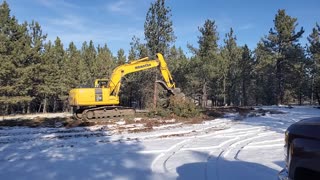 Clearing trees for our house