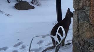 Kangaroo in the snow