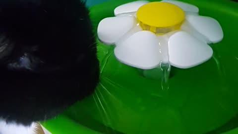 Water-eating black baby cat