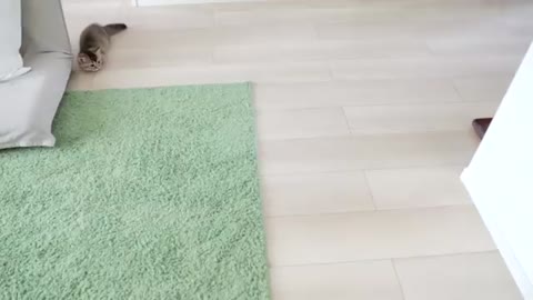 Kitten Kiki is afraid of floor wiper, but not of daddy cat!