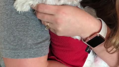 White dog red sweater doesn't like hugs from female owner
