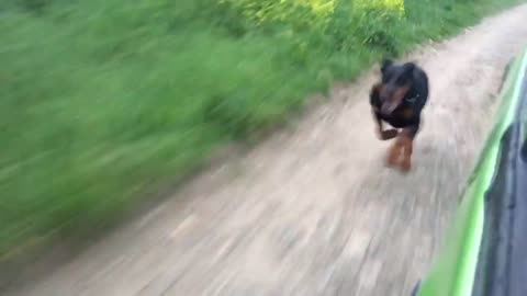 Doberman run 55km/h