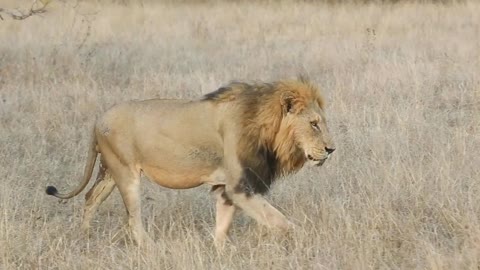 Male African lion enters and then exits view
