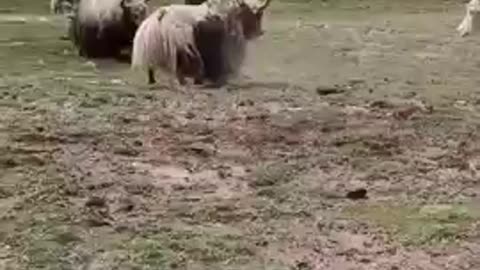 Tibetan yak fighting