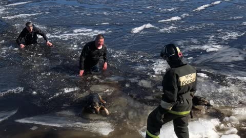 Dogs Rescued From Icy Water