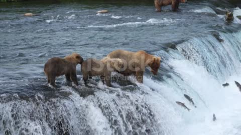 Brown bear with his sun