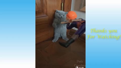 Cute funny cat video| See the cat response by looking at the robot toy...