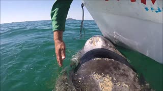 Young Gray Whale Visits our Boat
